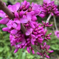 ナツメ,ニオイバンマツリ,ハナズオウ,牡丹,サンパラソルの画像