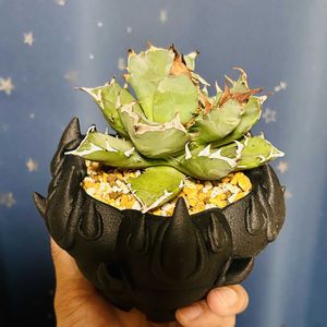 帝玉,アガベ　笹の雪,アガベチタノタ姫巖龍,植え替え,ドロサンテマム の画像