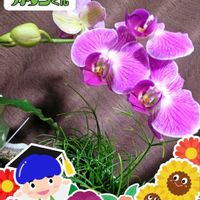 ベロニカ・マダムマルシア,西洋シャクナゲ,シマツルボ,サクラウツギ,ミディ胡蝶蘭の画像