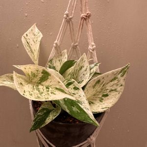 ポトス,ポトス・エンジョイ,ポトスマーブルクイーン,水やり,キッチンの画像