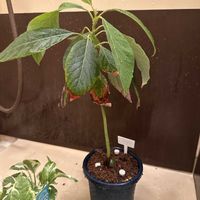 アボカドの画像