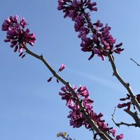 キイチゴ,キイチゴ,ハナズオウ（花蘇芳）,ハナズオウ（花蘇芳）,公園の画像