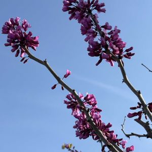 キイチゴ,キイチゴ,ハナズオウ（花蘇芳）,ハナズオウ（花蘇芳）,公園の画像