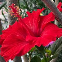 ハイビスカス,ブッソウゲ,ベランダガーデン,ありがとう♡,祈りを込めての画像