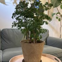 ポリシャスの画像