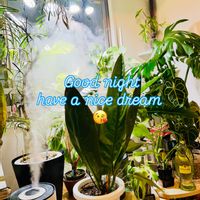 アンスリウム,モンステラ,フィロデンドロン,フィロデンドロンナロー,フィロデンドロン・フロリダビューティーの画像