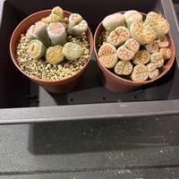 リトープス,リトープス,植物,リトープス属,珍奇植物の画像