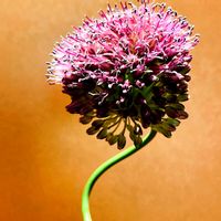 アリウム,アリウム 丹頂,丹頂アリウム,グリーン！グリーン！グリーン！,今日も元気での画像