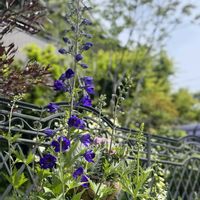 ニゲラ,宿根サルビアブルーノート,サルビアレウカンサ（アメジストセージ）,ネペタ・ウォーカーズロウ,デルフィニウム・ブラックナイトの画像