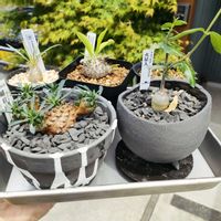 峨眉山,フォッケア・エデュリス,パキポディウム・グラキリス,パキポディウム・デンシカウレの画像