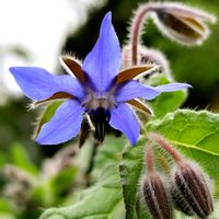 ボリジ,瑠璃苣（るりじさ）,ハーブ,青い花,꒰ღ˘◡˘ற꒱かわゅ~の画像