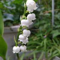 オーニソガラム,スズラン,タイツリソウ,ツツジ,エレモフィラ・ニベアの画像