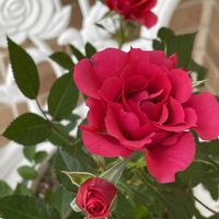 母の日のプレゼント,真っ赤なバラ,真っ赤な火曜日の画像