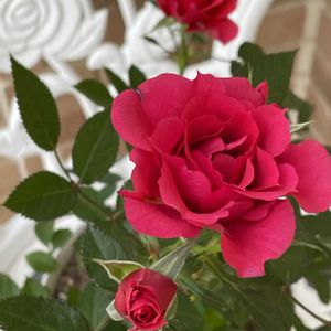 母の日のプレゼント,真っ赤なバラ,真っ赤な火曜日の画像