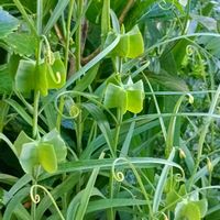 バイモ,貝母,バイモの実,公園,土手の画像