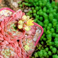 イチゴジャム,多肉植物,大好き,お気に入り♡,多肉花芽の画像