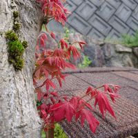 トマト,モミジ,繋がりに感謝✨,バラと夢CLUB,真っ赤な火曜日の画像