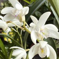 シラン,デンドロビウム,埼玉,春を楽しむ,おうち園芸の画像