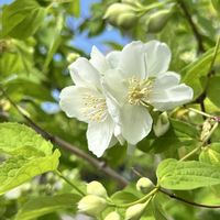 バイカウツギ,可憐な花,白い恋人達,明日はきっと良い日になる,2019同期の画像