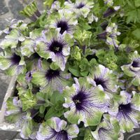 カシワバアジサイ,ペチュニア　アマゾナス　プラムコカトゥー,パープル,小花好き,白・しろ・ホワイトの画像