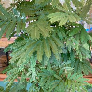 エバーフレッシュ,エバーフレッシュ,ヤマザクラ,ヤマザクラ,エバーフレッシュの花の画像