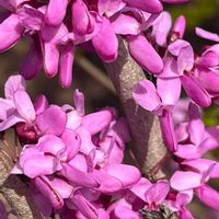 ハナズオウ,ハナズオウ,モクレン,ライラック,シモクレン(紫木蓮)の画像