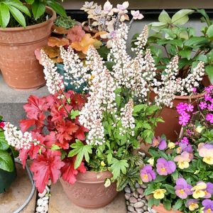 ヒューケラ,鉢植え,カラーリーフ,花のある暮らし,季節のお花の画像