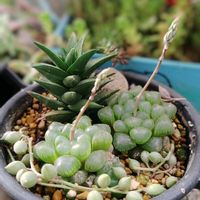 オブツーサの画像