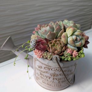 三時草,多肉植物,葉挿し,多肉寄せ植え,実生苗の画像