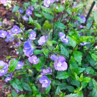ベロニカ,ベロニカ・オックスフォードブルー,地植え,庭の画像