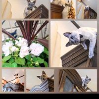 インパチェンス,八重咲きインパチェンス,バラ咲きインパチェンス,ビバーチェ,春の訪れの画像