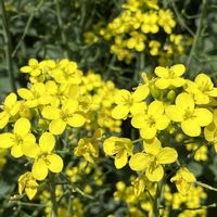 小松菜,小松菜,黄色の花,自然大好き,今日も笑顔で♡の画像