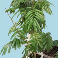 ジャーマンアイリス,ジャーマンアイリス,スズラン,スズラン,フリージアの画像