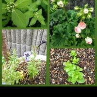 キキョウ,ゼラニウム,ペチュニア,ローズゼラニウム,キキョウ　アストラの画像