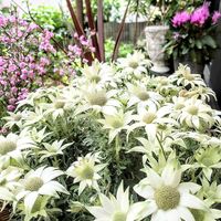 フランネルフラワー,フランネルフラワー 天使のウインク,白い花,白い妖精,白・しろ・ホワイトの画像