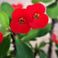 ハナキリン,いつもありがとう♡,秩父,素敵な出会いに感謝,神様ありがとうの画像