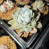 多肉植物,エケベリア属,カット苗の画像