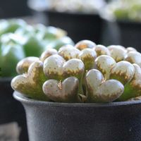 メセン,コノフィツム属,タニラー,その他部屋の画像