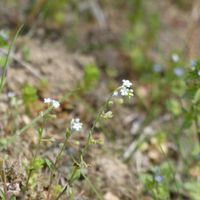 キュウリグサ,キュウリグサ,チーム・ブルー,チーム・ブルーNo.102,Juneの会の画像