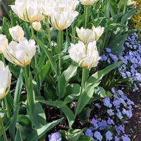 ガウラ,チューリップ,ワスレナグサ,ビオラ,原種チューリップの画像