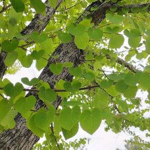 カツラ,いつもの散歩道,世界平和,被災地にエールを…。,道端徘徊同盟の画像