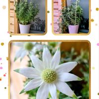 ヒトリシズカ,フランネルフラワー,白モッコウバラ,アリウム トリケトラム,ベラフィオレ　ビアンカ　フランネルフラワーの画像