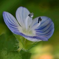 オオイヌノフグリ,雑草,青い花,オオバコ科の画像