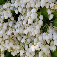 アセビ,ツバキ,GSのみなさんに感謝♡,ミニチューリップ,素敵な出会いに感謝の画像