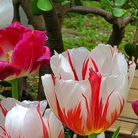 チューリップ,デージー,フジ,エバーフレッシュ,シラー・ペルビアナの画像