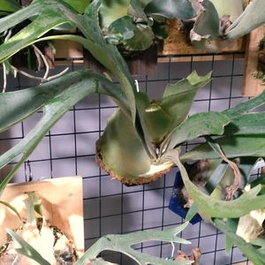  ビカクシダの画像