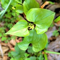 アンスリウム,マイヅルソウ,山野草,いつもありがとう♡,山野草大好きの画像