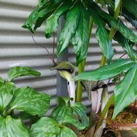 ウラシマソウ,ウラシマソウ,ウラシマソウ,ガーデニング,ボタニカルライフの画像