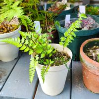 シダ,ガーデニング,ボタニカルライフ,山野草,お庭の植物の画像