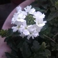 イソトマ,ガイラルディア,キク,花手毬,花のある暮らしの画像